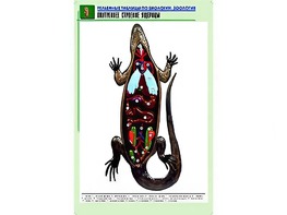 Рельефная таблица "Внутреннее строение ящерицы" (формат А1, матовое ламинирование) - fgospostavki.ru - Лесной