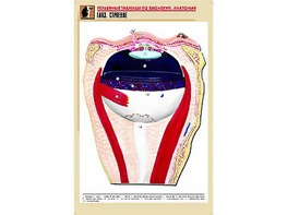 Рельефная таблица "Глаз. Строение" (формат А1, матовое ламинирование) - fgospostavki.ru - Лесной