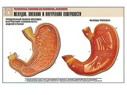 Рельефная таблица "Желудок. Внешняя и внутренняя поверхности" (формат А1, матовое ламинирование) - fgospostavki.ru - Лесной