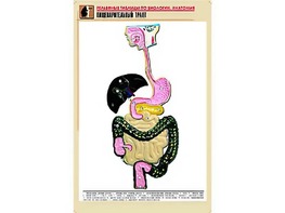Рельефная таблица "Пищеварительный тракт" (формат А1, матовое ламинирование) - fgospostavki.ru - Лесной