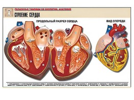 Рельефная таблица "Строение сердца" (формат А1, матовое ламинирование) - fgospostavki.ru - Лесной
