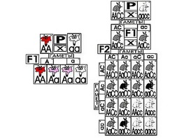 Модель-аппликация "Неполное доминирование и взаимодействие генов" (ламинированная) - fgospostavki.ru - Лесной