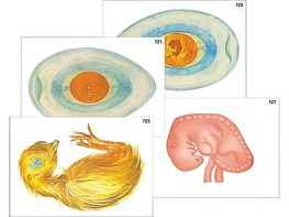 Модель-аппликация "Развитие птицы и млекопитающего (человека)" (ламинированная) - fgospostavki.ru - Лесной