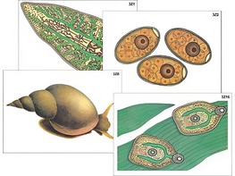 Модель-аппликация "Циклы развития печеночного сосальщика и бычьего цепня" (ламинированная) - fgospostavki.ru - Лесной