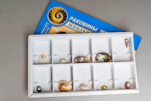 Коллекция "Раковины моллюсков" - fgospostavki.ru - Лесной