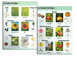 Коллекция "Семена и плоды" - fgospostavki.ru - Лесной