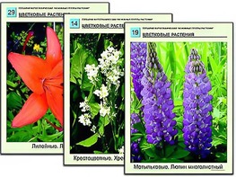 Гербарий фотографический "Основные группы растений" - fgospostavki.ru - Лесной