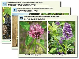 Гербарий фотографический "Сельскохозяйственные растения России" - fgospostavki.ru - Лесной