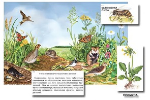 Магнитный плакат-аппликация "Луг: биоразнообразие и взаимосвязи в сообществе" - fgospostavki.ru - Лесной