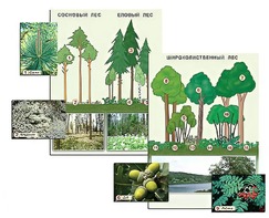 Гербарий фотографический "Растительные сообщества. Лес" (раздаточный) - fgospostavki.ru - Лесной