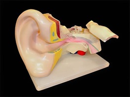 Модель уха - fgospostavki.ru - Лесной