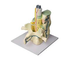 Модель части позвоночника человека - fgospostavki.ru - Лесной