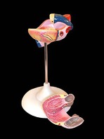 Модель сердца (лабораторная) - fgospostavki.ru - Лесной