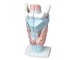 Модель гортани в разрезе - fgospostavki.ru - Лесной