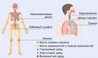 Интерактивные курсы. Биология 9 класс. Базовый. - fgospostavki.ru - Лесной