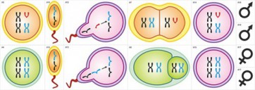Модель-аппликация Гаметогенез у человека и млекопитающих - fgospostavki.ru - Лесной