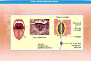 Интерактивные курсы. Биология 10 класс. Расширенный. - fgospostavki.ru - Лесной