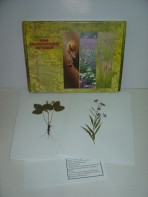 Гербарий "Лекарственные растения" (20 видов) - fgospostavki.ru - Лесной