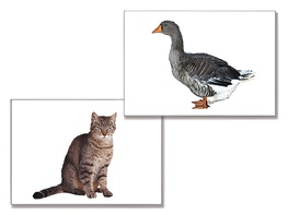 Дидактическое пособие "Домашние животные" (24 карточки) - fgospostavki.ru - Лесной