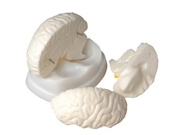 Модель мозга в разрезе - fgospostavki.ru - Лесной