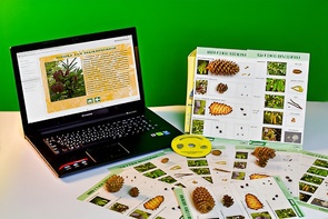 Коллекция натурально-интерактивная "Шишки, плоды, семена деревьев и кустарников" - fgospostavki.ru - Лесной