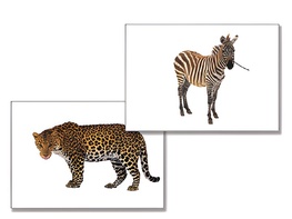 Дидактическое пособие "Дикие животные" - fgospostavki.ru - Лесной