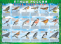 Комплект таблиц "Птицы России (4 листа)" (100х140 сантиметров, винил) - fgospostavki.ru - Лесной
